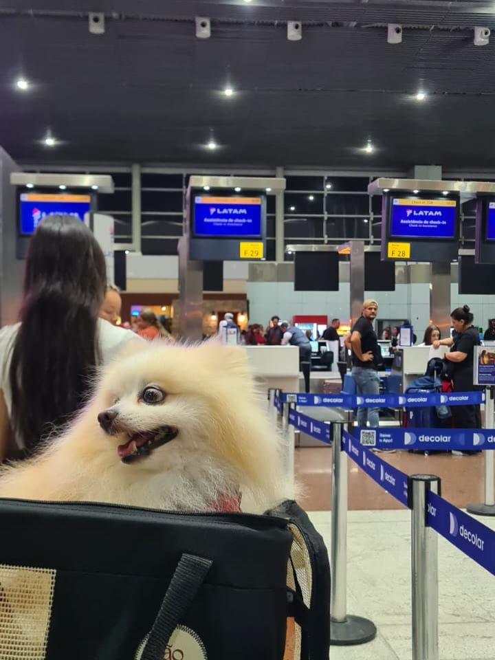 Giorgio, Cão, viagem de Brasil para Estados Unidos