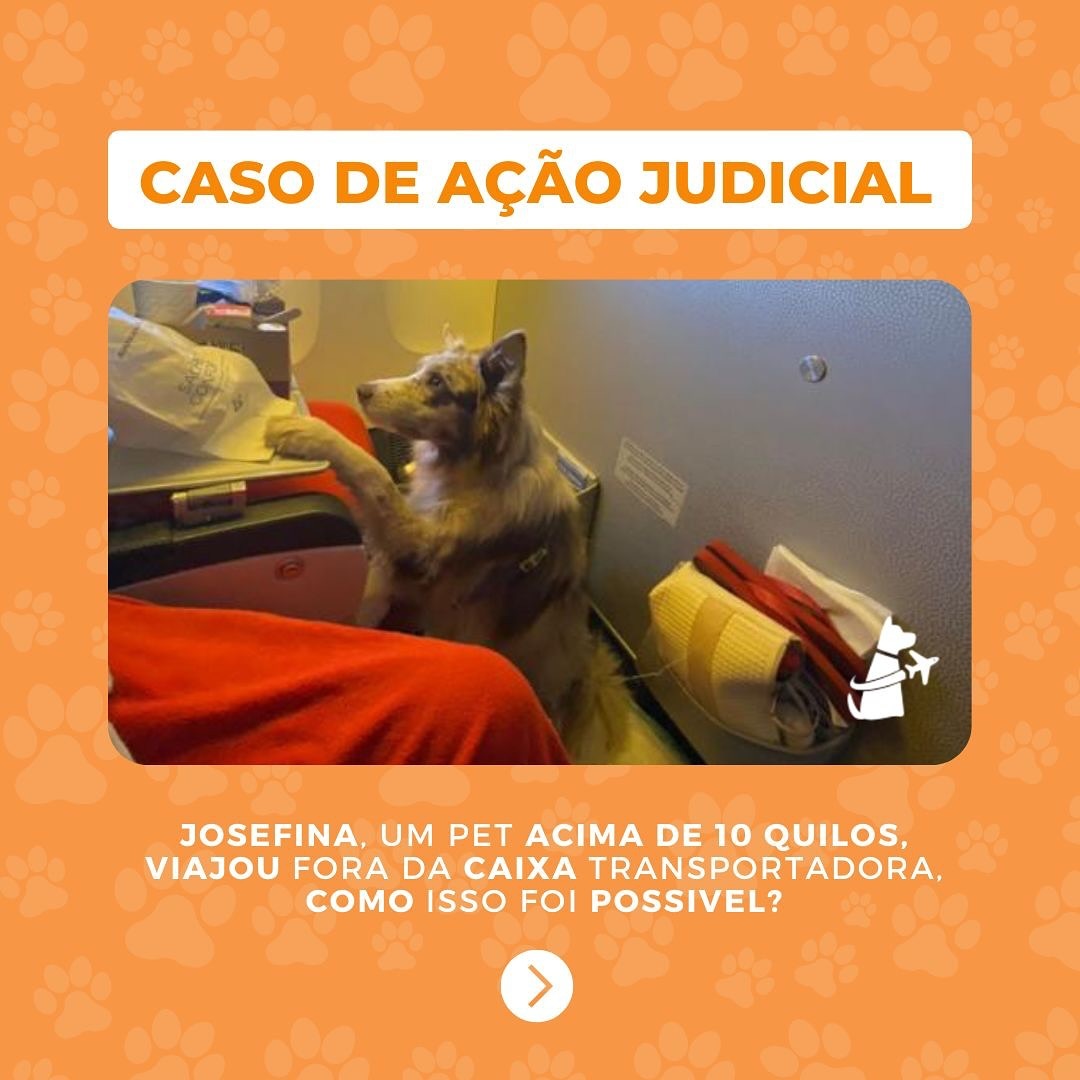 Josefina, Cadela, viagem de Brasil para Inglaterra