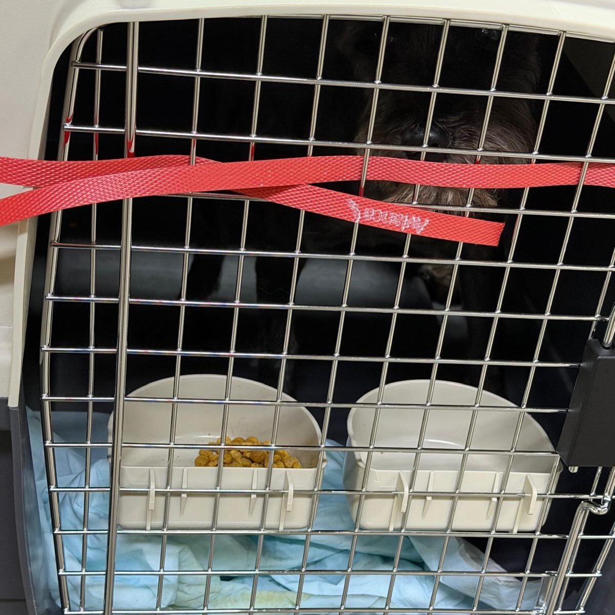 Fritz, Sasha e Benni, Cães, viagem de Estados Unidos para Brasil