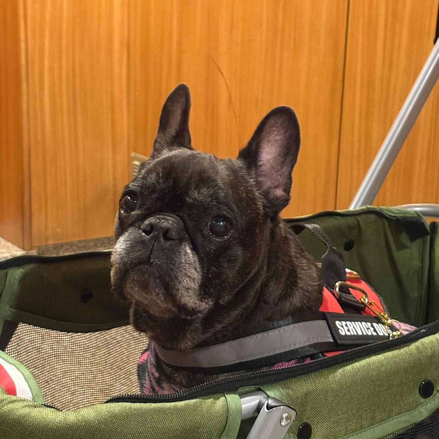 Laila, Buldogue Francesa, viagem de Portugal para Estados Unidos