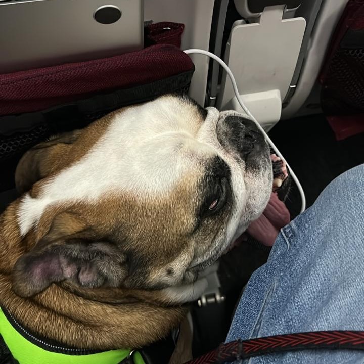 Lion, Bulldogue Inglês (25 kg), viagem de Brasil para Estados Unidos