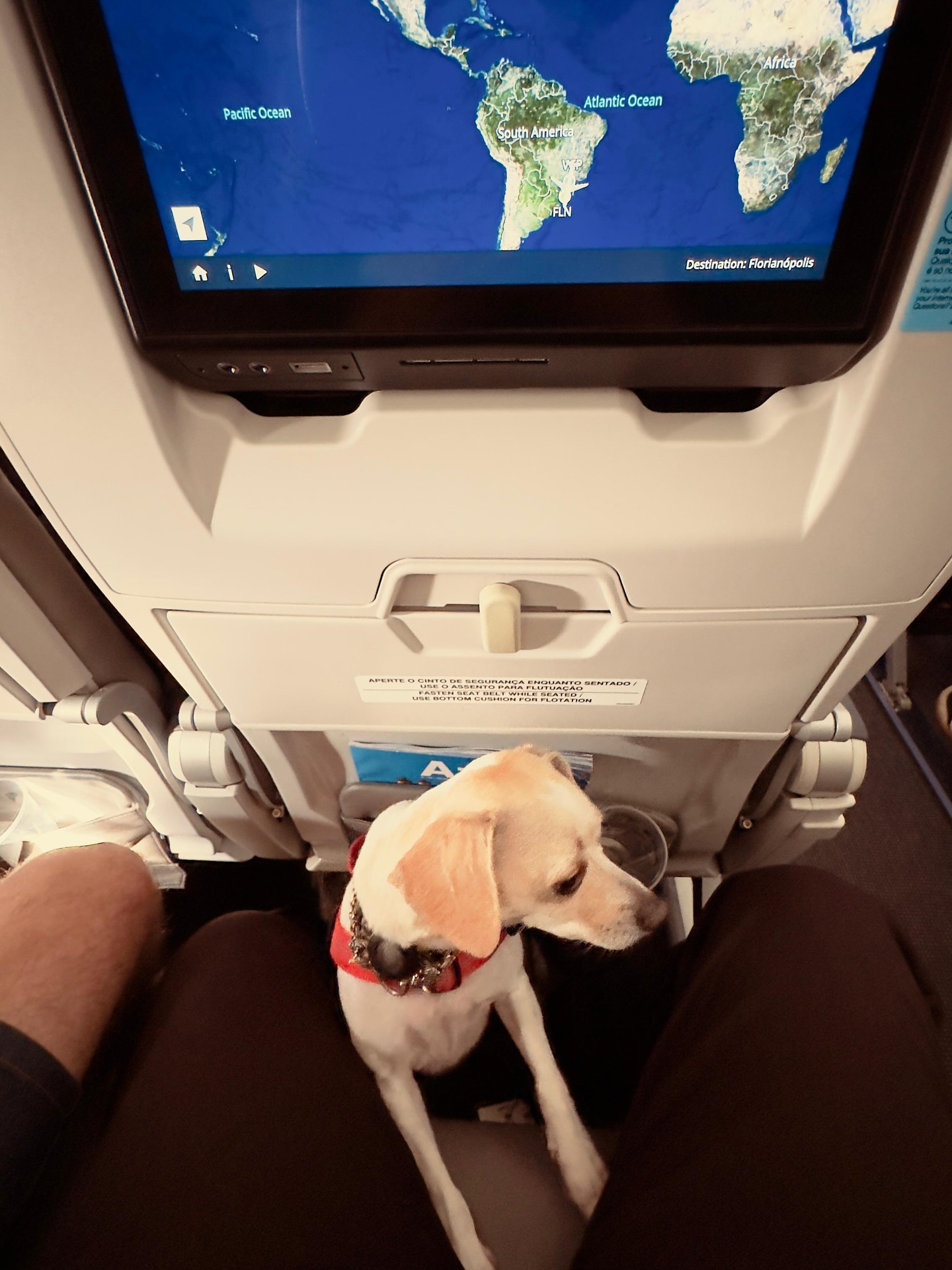Maya, Cadela, viagem de Estados Unidos para Brasil