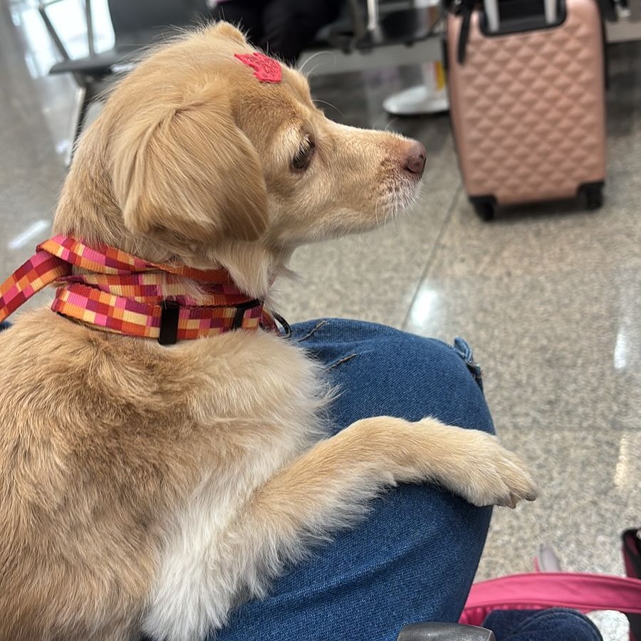 Melissa, Cadela, viagem de Brasil para Espanha