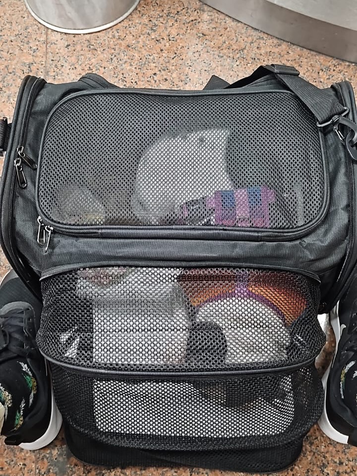 Pandora, Bulldog Francês (12 kg), viagem de São Paulo, SP para Estados Unidos