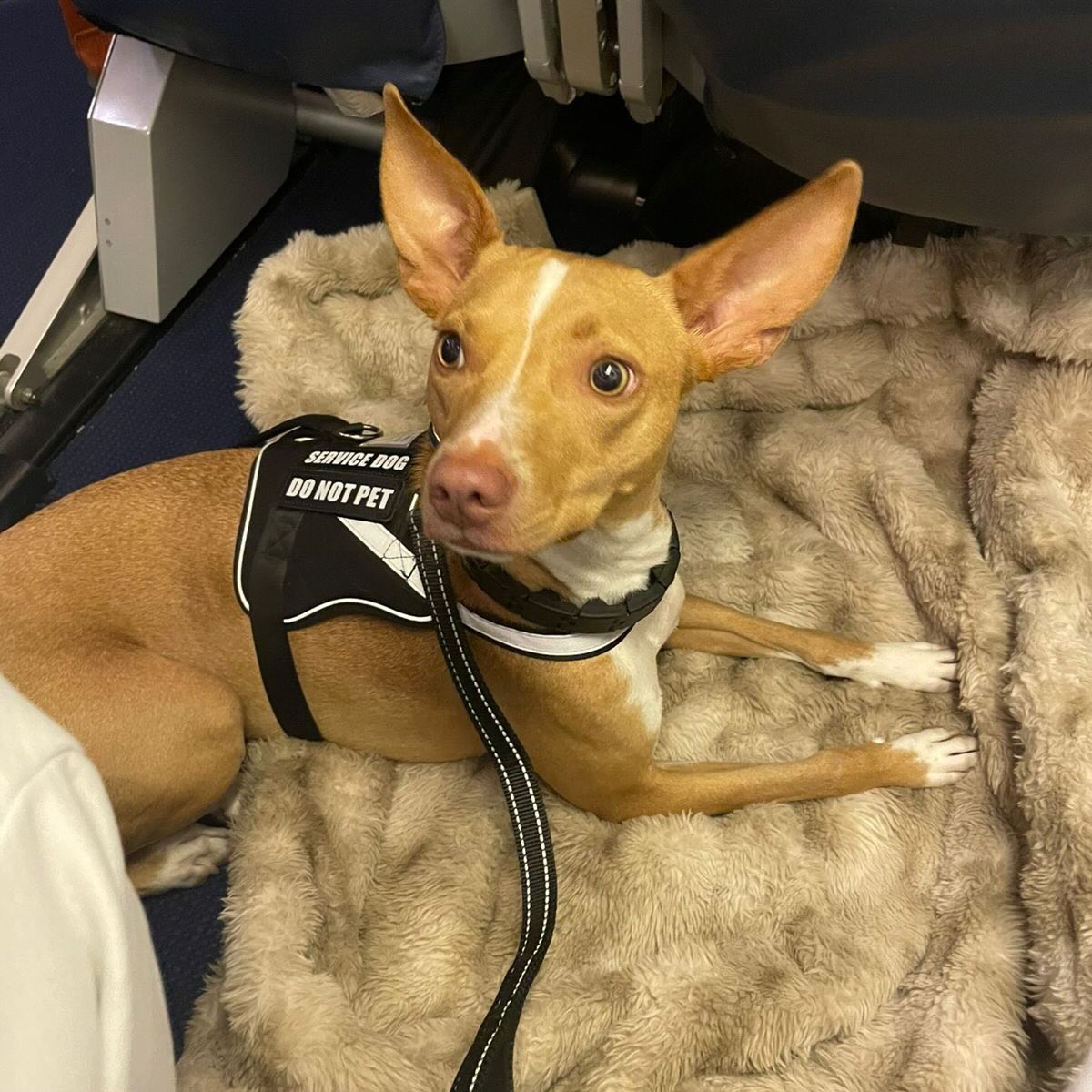 Pip, Cão de serviço, viagem de Estados Unidos para Brasil