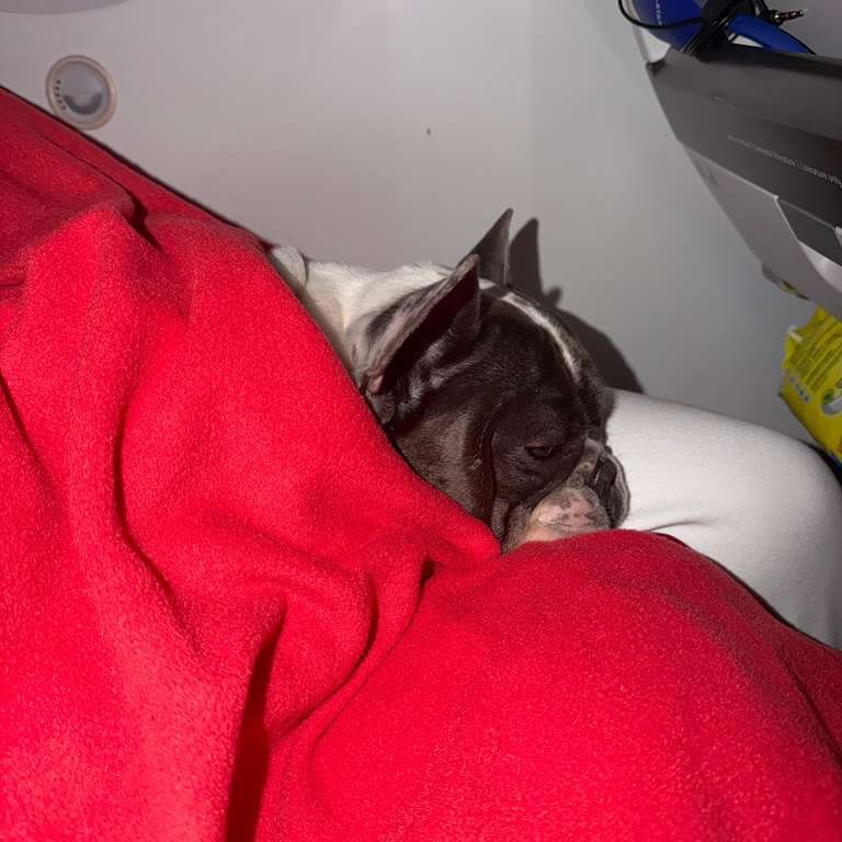 Romeu, Cão de serviço, viagem de Brasil para Estados Unidos