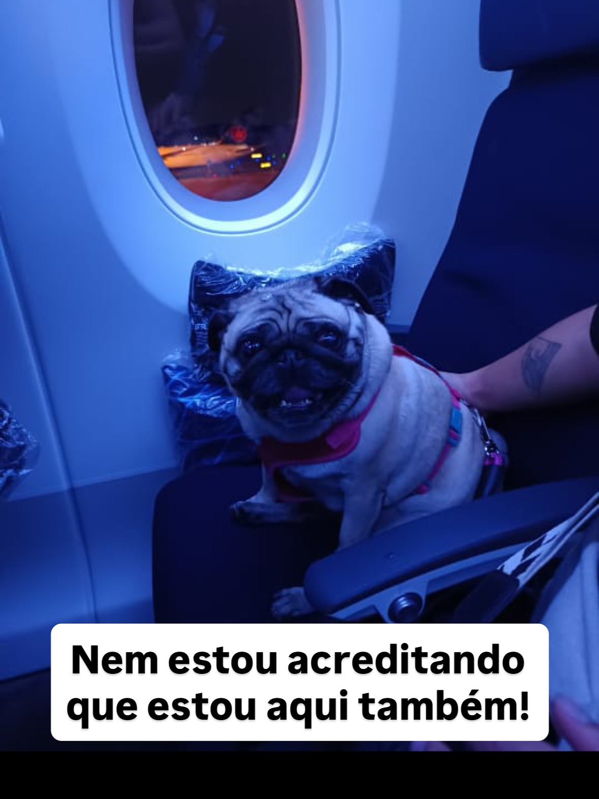 Turma da Rosedalva, Chow chow, pug e gato, viagem de Brasil para Irlanda