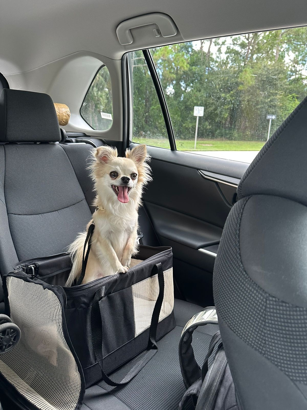 Serena, Cadela, viagem de Piracicaba, SP para Estados Unidos