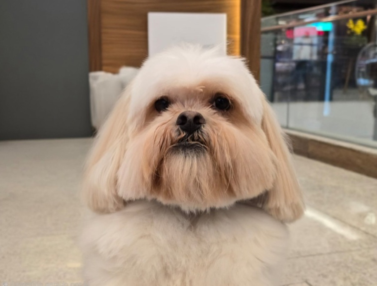 Sugar, Shih Tzu, viagem de Brasil para México