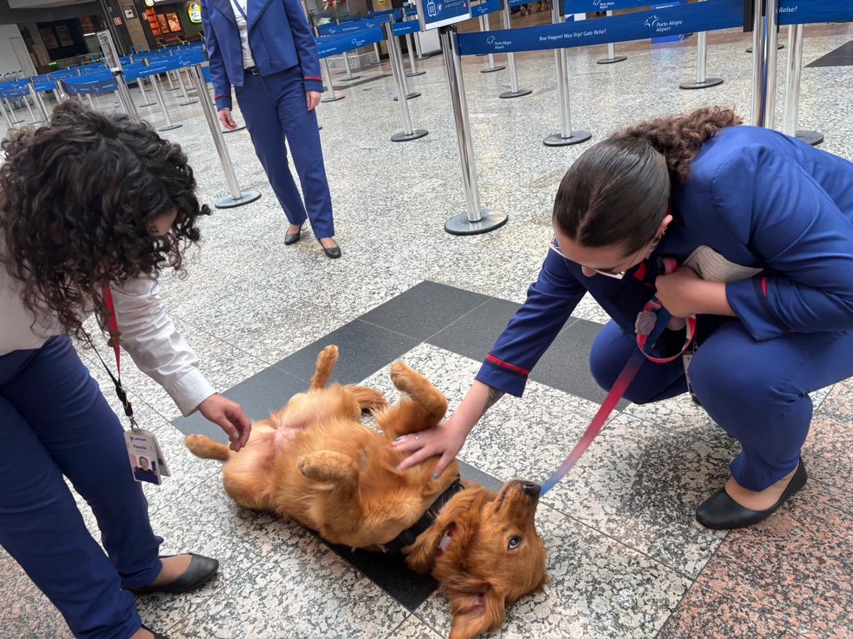 Vic, Golden Retriever, viagem de Brasil para Estados Unidos